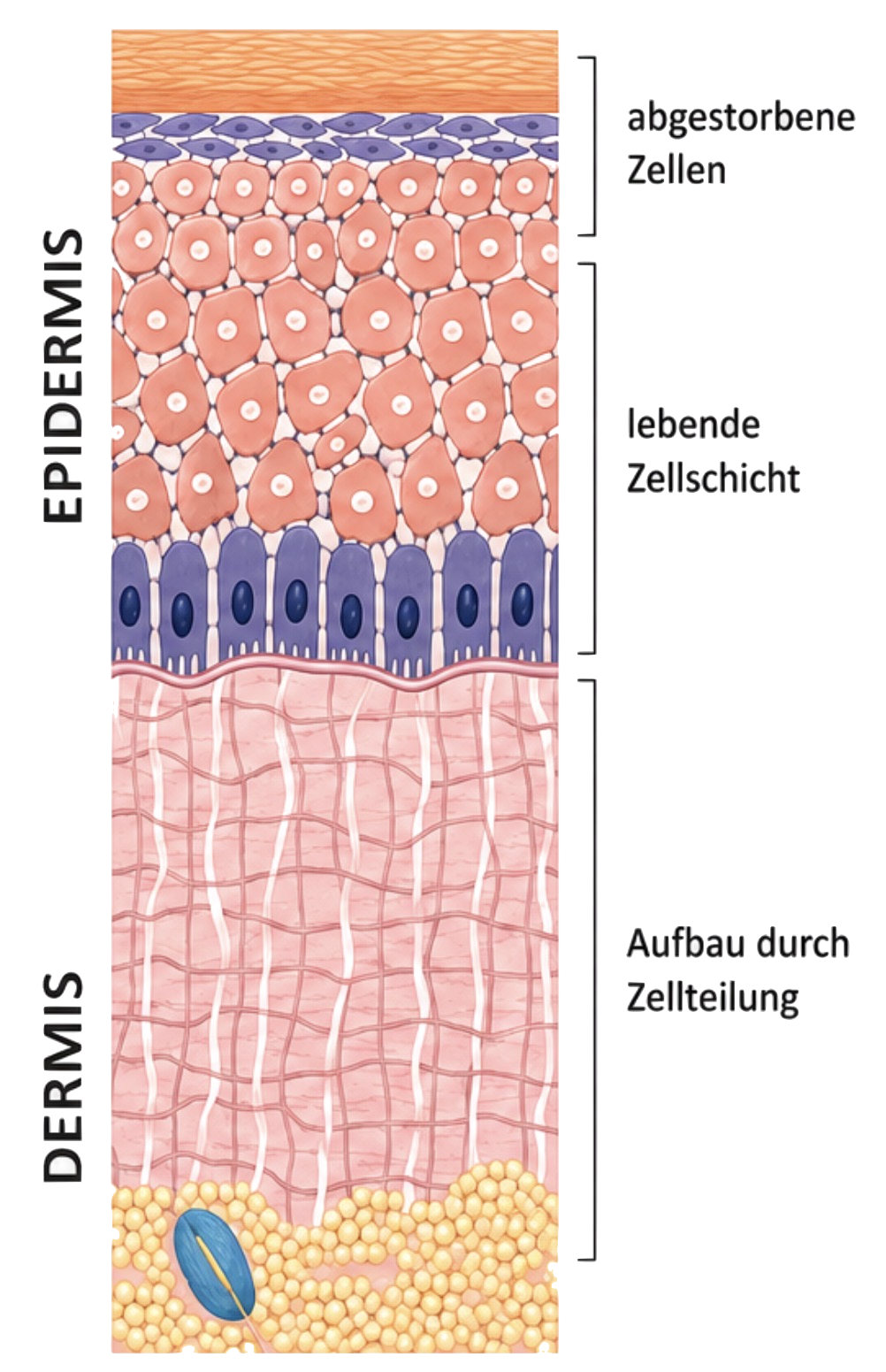 Hautaufbau im Querschnitt: Epidermis mit abgestorbenen Zellen, lebender Zellschicht und Dermis mit Zellteilung